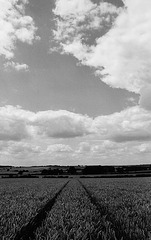 Hertfordshire View (1)