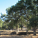 Los Gatos Creek park (3603)