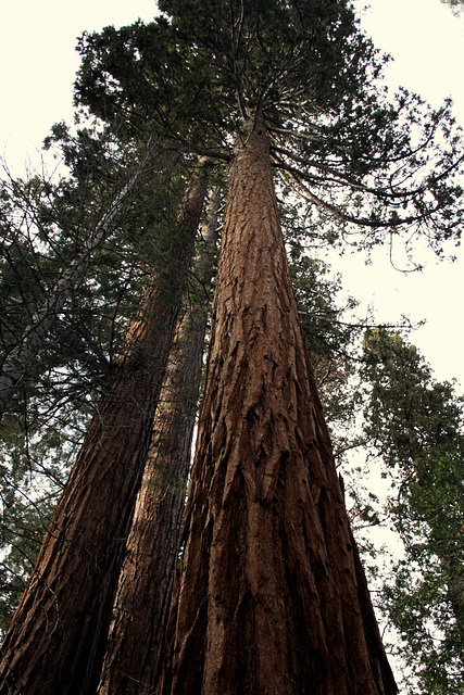 Giant Sequoias