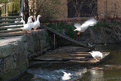 Mid-air goose