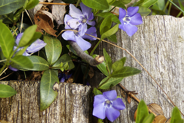 Periwinkles – Greenbelt, Maryland