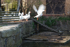 Goose taking off