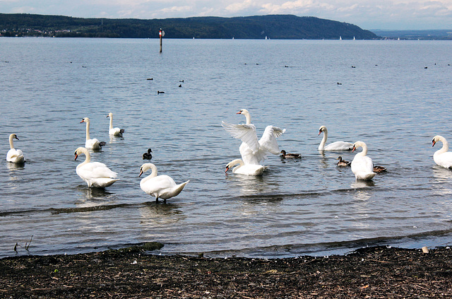 Schwäne auf dem Bodensee