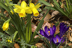 Daffoldils and Crocuses – Greenbelt, Maryland