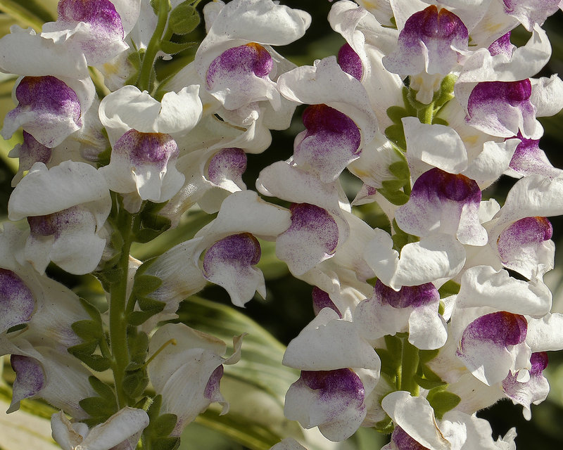 Purple Snapdragon – Brookside Gardens