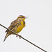 Eastern Meadowlark