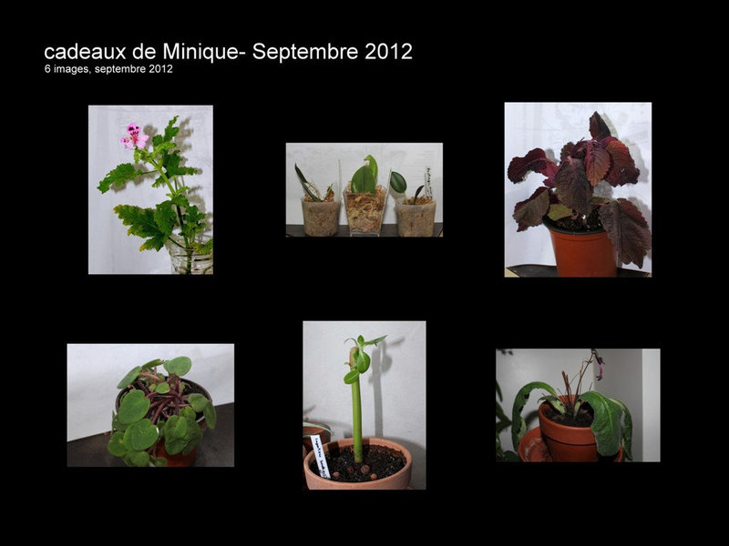 cadeaux de Minique..une partie