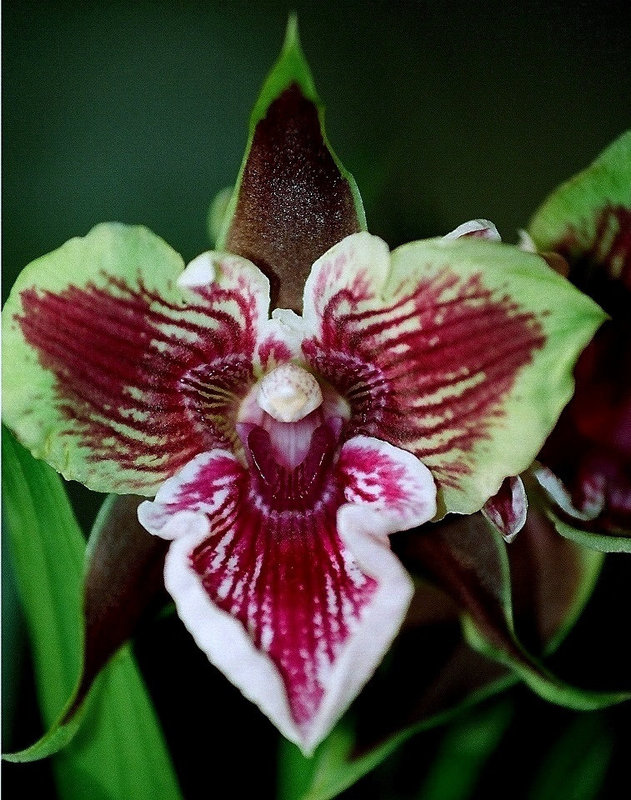 Zygopetalum pélorique- Rhein Harlequin 'Cappuccino'