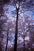 A tree in the quadrangle