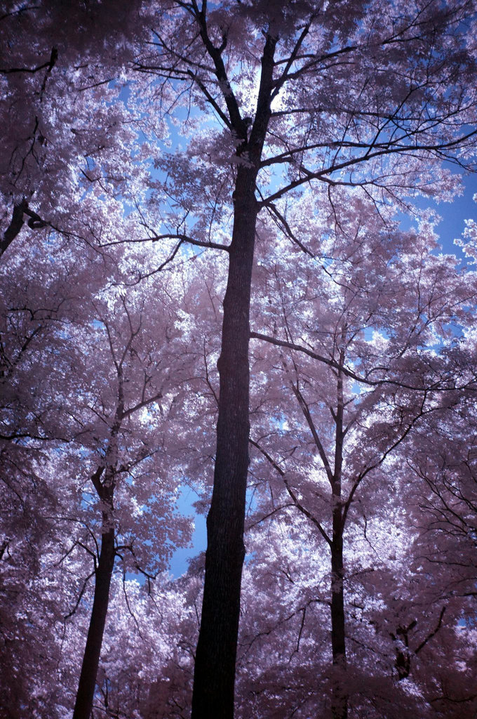 A tree in the quadrangle