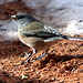 Dark-Eyed Junco