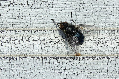 Fly on the Front Door – Greenbelt, Maryland
