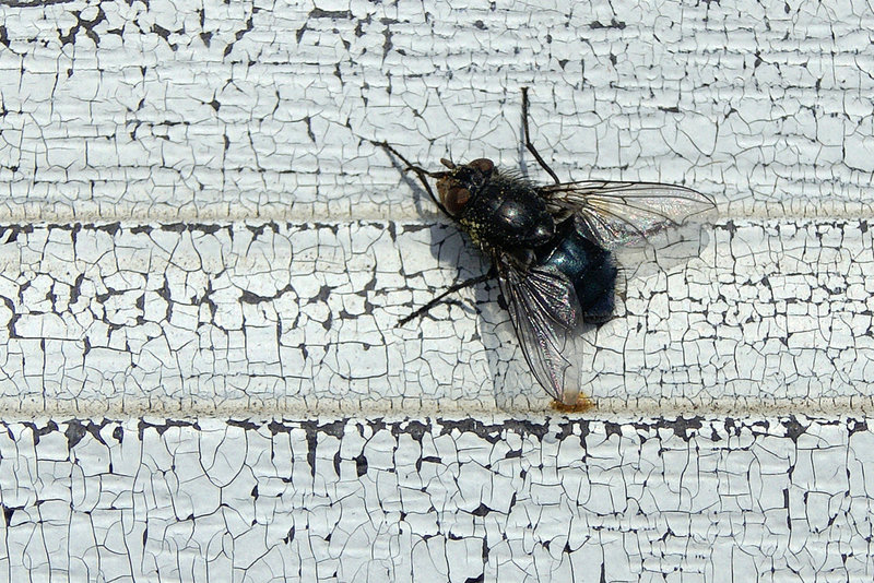 Fly on the Front Door – Greenbelt, Maryland
