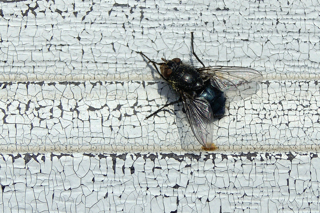 Fly on the Front Door – Greenbelt, Maryland