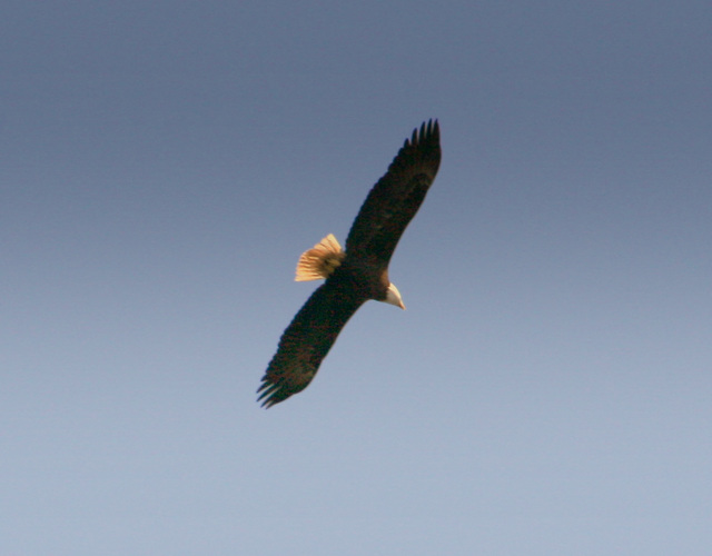 Bald Eagle