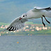 Une mouette plane sur l'eau...