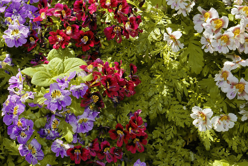 Hooray for the Red White and Blue (and Green!) – Brookside Gardens