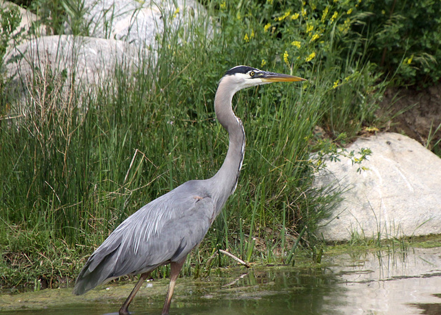 Great Blue Heron