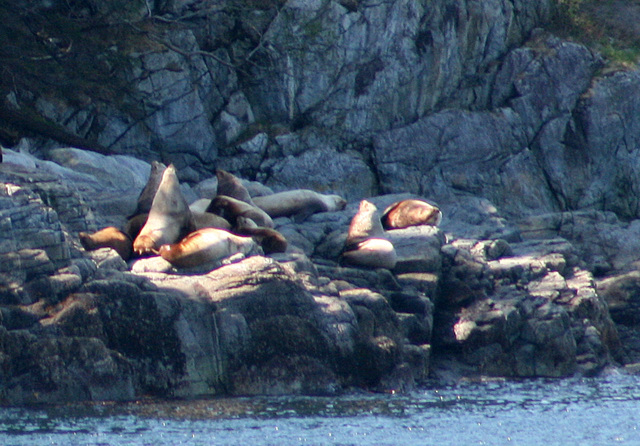 Sea Lions