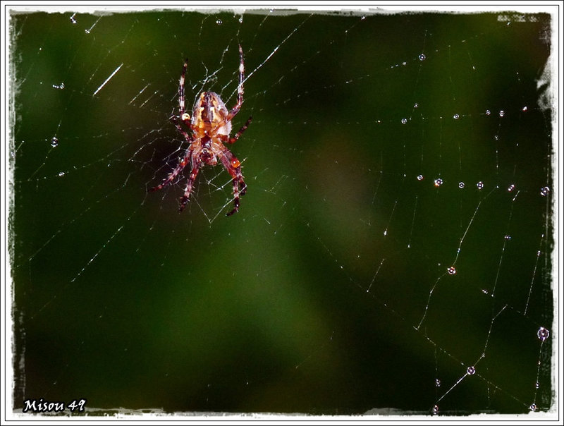 GOUTTES dans le jardin