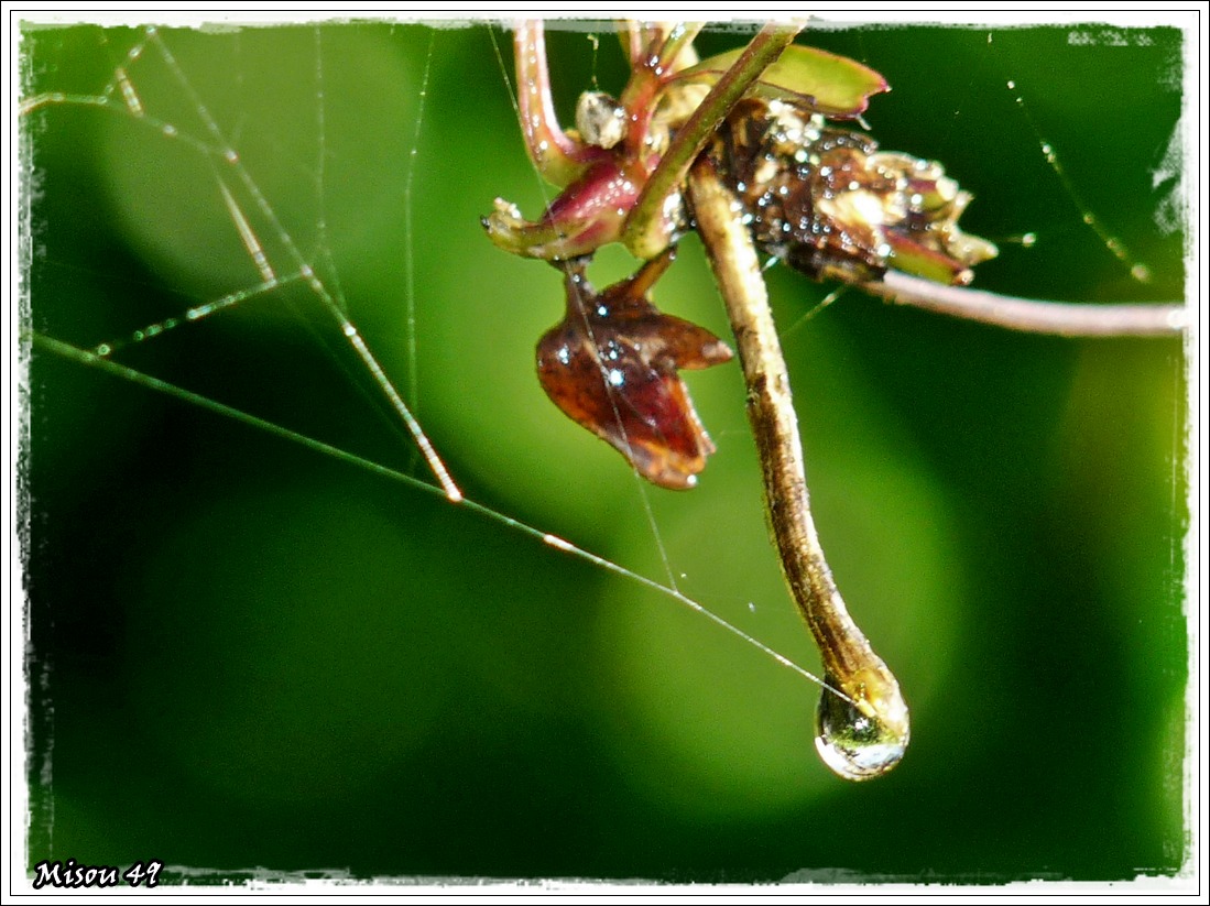 GOUTTES dans le jardin