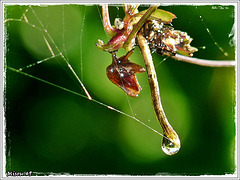 GOUTTES dans le jardin