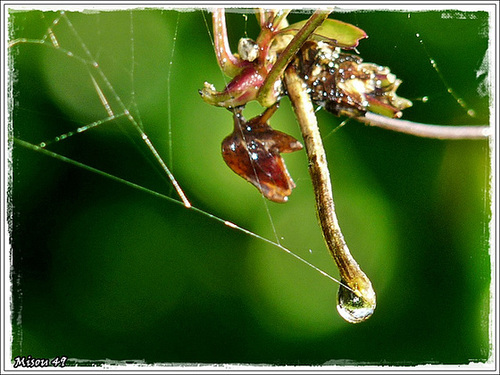 GOUTTES dans le jardin