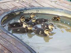 Day 14: Guests at the Lucky Duck Hotel