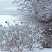 Winter at Greenbelt Lake – Greenbelt, Maryland