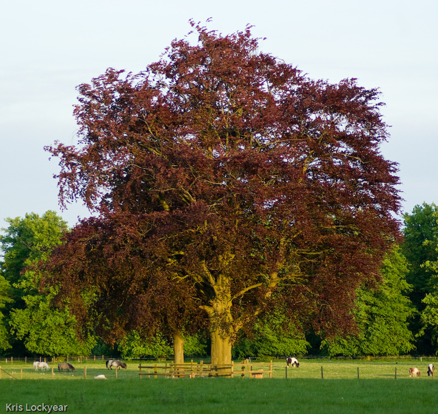 Copper Beech at Lamer