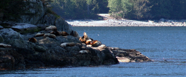 Sea Lions