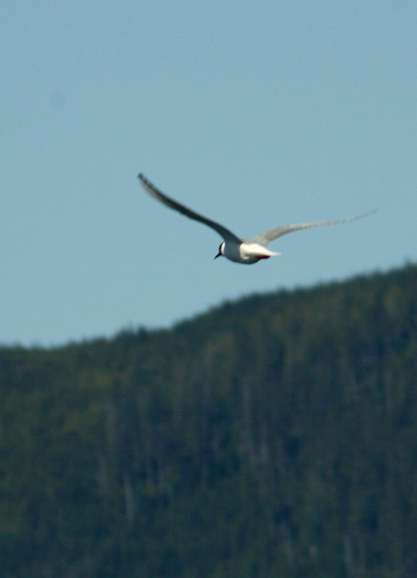 Bonaparte's Gull