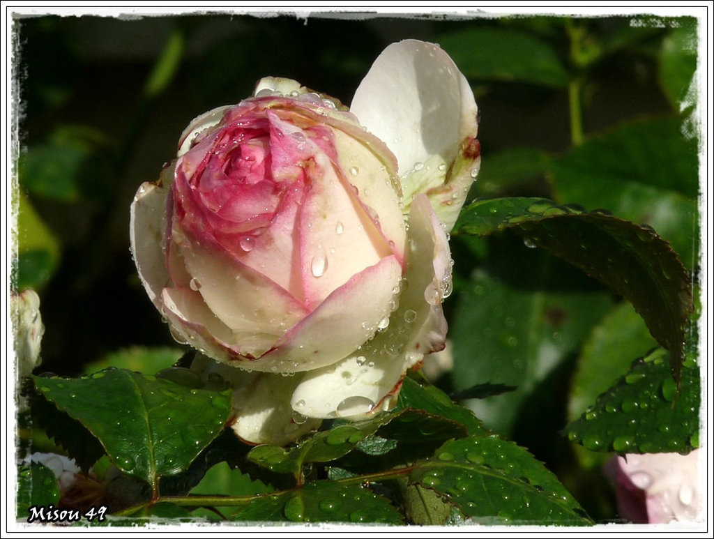 GOUTTES dans le jardin