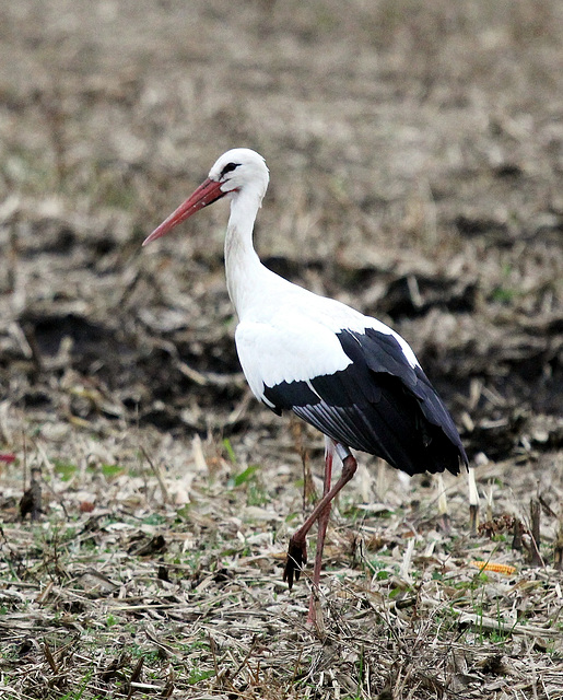 Dieser Storch