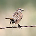 Song Sparrow