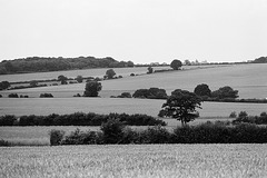Hertfordshire View (3)