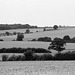 Hertfordshire View (3)