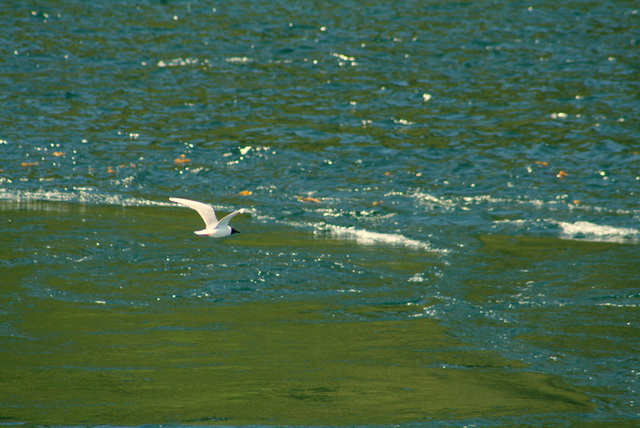 Bonaparte's Gull