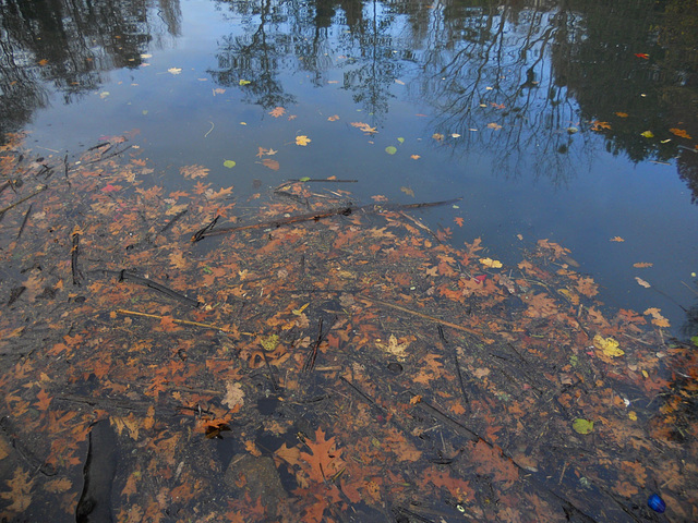 feuilles d'automne cherchent ciel bleu