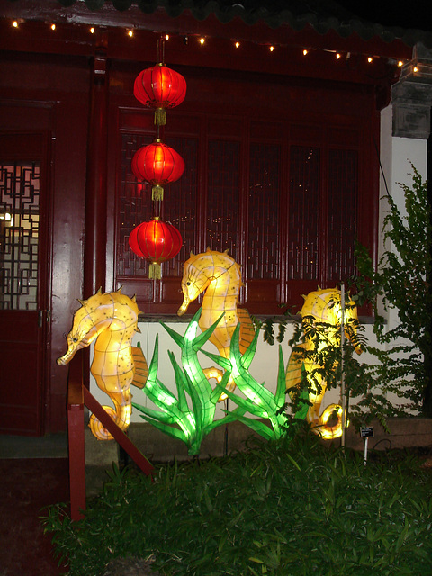 La magie des lanternes chinoises / The magic of chinese lanterns - 10 septembre 2010.