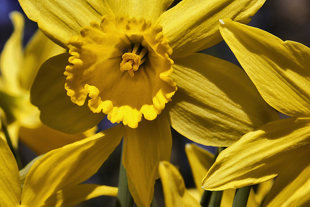 Daffodils