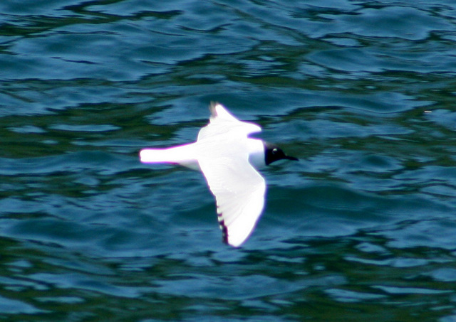 Bonaparte's Gull