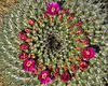 Cactus Flowers