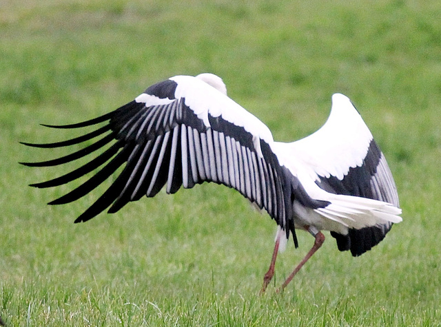 Der tanzende Storch