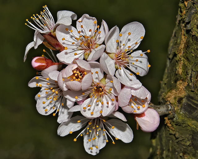 An Explosion of Blossoms