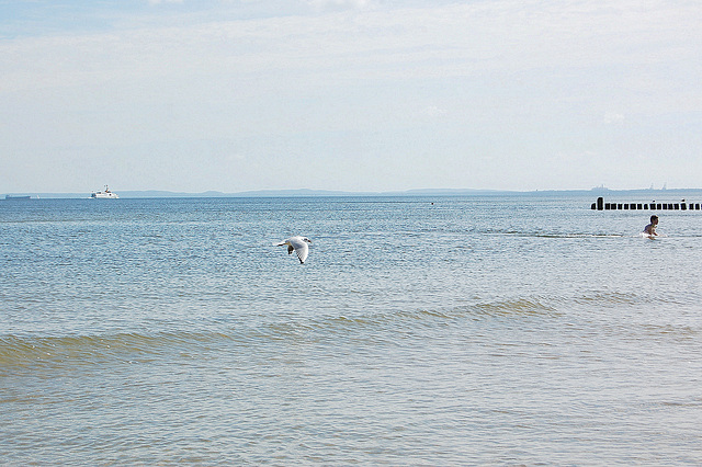 Fluganta mevo en Balta Maro