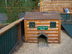 Day 14: The Lucky Duck Hotel at our hotel in Fairbanks