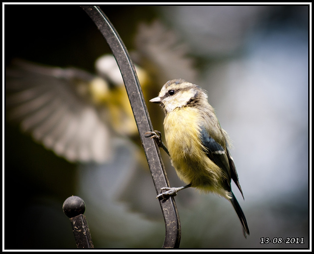 Blue Tit