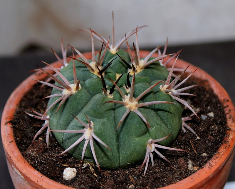 Gymnocalycium carminanthum BSK 113 Sierra Ambato-  -6