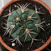 Gymnocalycium carminanthum BSK 113 Sierra Ambato (2)